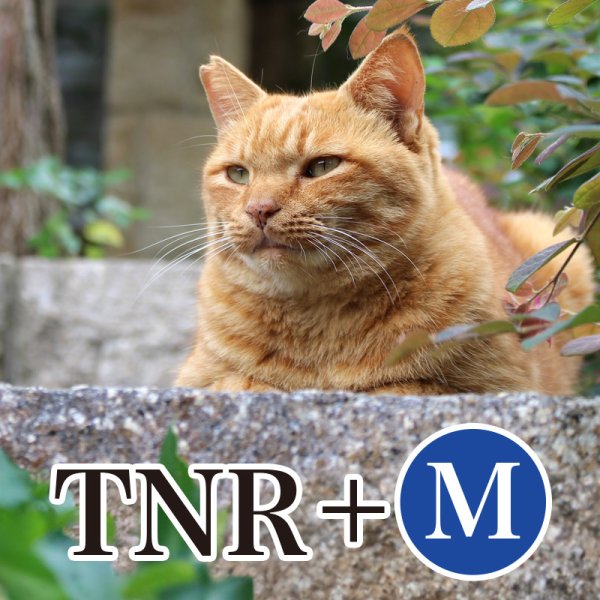 画像1: にゃっ展2025：講習会【TNR(+M)】申し込み (1)